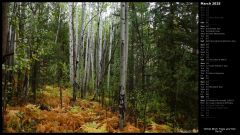 White Birch Trees and Fall Ferns