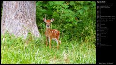 Baby Deer in the Woods