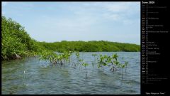 Baby Mangrove Trees