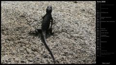 Black Lizard