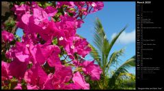 Bougainvillea and Palm Tree