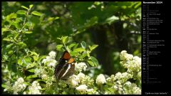 California Sister Butterfly