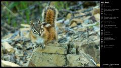 Chipmunk in Glacier National Park