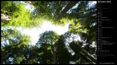 Circle of Redwood Trees