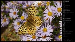 Coronis Fritillary on Aster Flowers