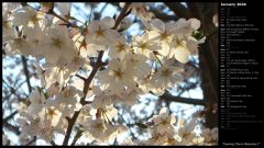 Evening Cherry Blossoms I