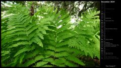 Fern Fronds IV