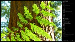 Highlights of a Redwood Tree