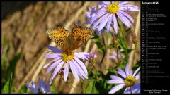 Hydaspe Fritillary on Purple Aster Flowers