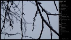 Icy Branches