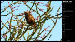 Immature Red-Tailed Hawk in Ocotillo