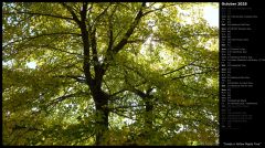 Inside a Yellow Maple Tree