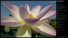 Lotus Flower and Blue Sky I