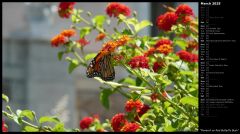 Monarch on Red Butterfly Bush