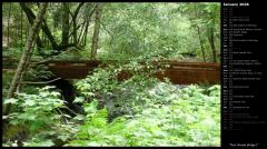 Muir Woods Bridge I