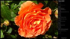 Orange Rose I