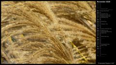 Ornamental Grasses in Fall