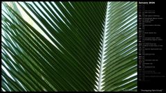 Overlapping Palm Fronds