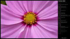 Pink Cosmos