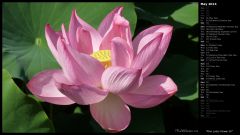 Pink Lotus Flower IV