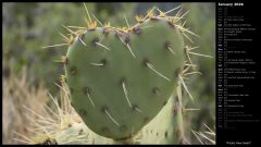 Prickly Pear Heart