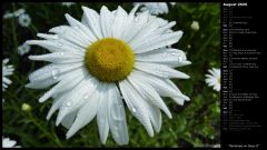 Raindrops on Daisy II