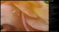 Raindrops on Rose Petals