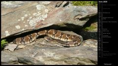 Rattlesnake