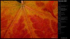 Red Maple Leaf