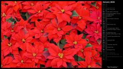 Red Poinsettias