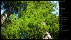 Redwood Boughs