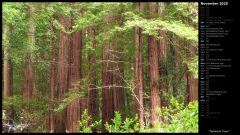 Redwood Trees