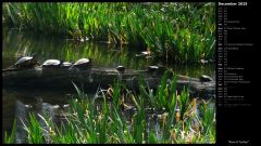 Row of Turtles