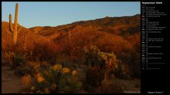 Saguaro Sunset I