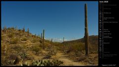 Saguaro's Carillo Trail