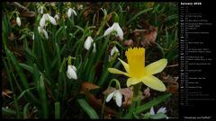 Snowdrops and Daffodil