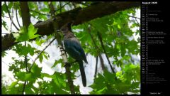 Steller's Jay