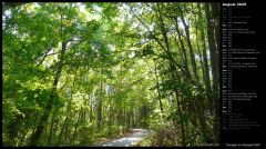 Sunlight on Wooded Path