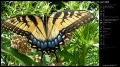 Swallowtail Butterfly II