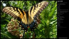 Swallowtail Butterfly III