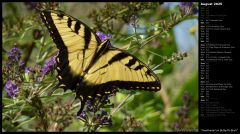 Swallowtail on Butterfly Bush