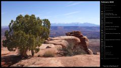 Tree Out of Red Rocks II