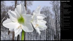 White Amaryllis and Snow II