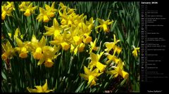 Yellow Daffodils