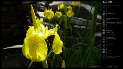 Yellow Irises