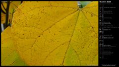 Yellow Redbud Leaves