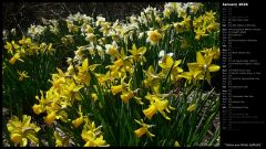 Yellow and White Daffodils