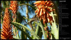 Black-Chinned Hummingbird in Flight