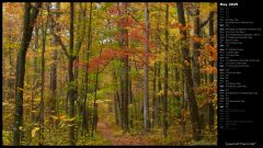 Laurel Hill Trail in Fall