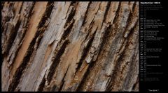 Tree Bark I